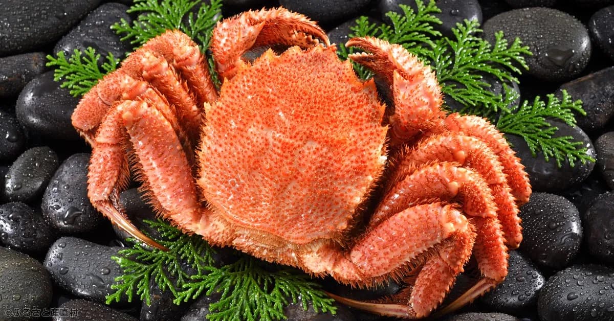 2026年新物!北海道噴火湾産 浜茹で黄金毛ガニ